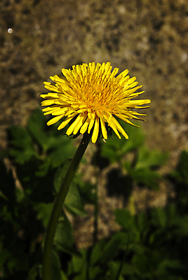 포토 JPG 해외이미지 식물 유럽 자연 북유럽 노르웨이 사람없음 야외 봄 스칸디나비아 해외202004 해외포토 계절 나라 생태계 파일형식 이미지허브