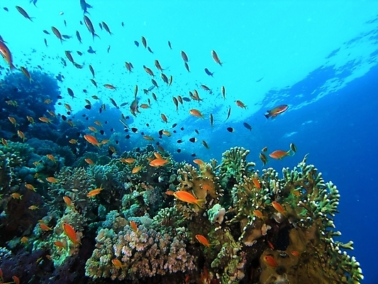 포토 JPG 해외이미지 식물 동물 야생동물 자연 표면 어류 사람없음 물 반사 수중 투명 스노클링 산호 다이빙 암초 동물상 해외202004 해외포토 자연요소 조형물 수영 수중동물 수상스포츠 자포동물 생태계 수중스포츠 파일형식 이미지허브