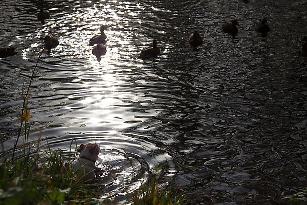 포토 JPG 해외이미지 동물 1 계절 공원 여자 호수 파도 백그라운드 잎 자연 조류 오리 서기 성인 사람없음 야외 가로 빨간색 초록색 물 빛 반려동물 강 갈색 정원 검은색 에너지 가을 황금 개 떨어짐 작음 내추럴 기르기 유래 해외202004 해외포토 자연요소 식물 공공시설 바다 컬러 컨셉 포유류 모션 사람 크기 생태계 돌봄 파일형식 이미지허브