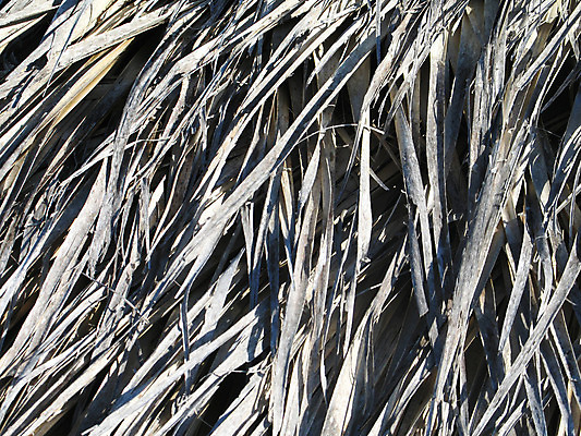 포토 JPG 해외이미지 식물 선 백그라운드 잎 건조 손바닥 사람없음 닫기 보호 만족 유기농 질감 양산 내추럴 해외202004 해외포토 손 웰빙 감정 컨셉 모션 파일형식 이미지허브