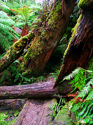 포토 JPG 해외이미지 공원 여행 자연 이끼 풍경 사람없음 야외 환경 침묵 황무지 호주 떨어짐 숲 큼 열대우림 통나무 장면 지역 서식지 내추럴 감탄 생태학 전국 해외202004 해외포토 나무 공공시설 교육 컨셉 소리 오세아니아 크기 생태계 파일형식 이미지허브