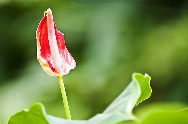 포토 JPG 해외이미지 모양 식물 공원 꽃잎 꽃 분홍색 결혼 백그라운드 잎 꽃무늬 밭 자연 주택 선물 사랑 사람없음 장식 빨간색 초록색 여름 컬러풀 장미 노란색 정원 봄 벚꽃 흰색 신용카드 개화 백합 다발 플라밍고 꼬리 내추럴 이국적 해외202004 해외포토 계절 공공시설 감정 컬러 무늬 농업 조류 이벤트 건물 금융 생태계 파일형식 이미지허브