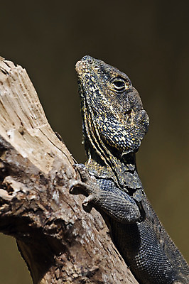 포토 JPG 해외이미지 동물 야생동물 파충류 동물원 저울 사람없음 머리 피부 도마뱀 이구아나 집게발 해외202004 해외포토 신체부위 파일형식 이미지허브