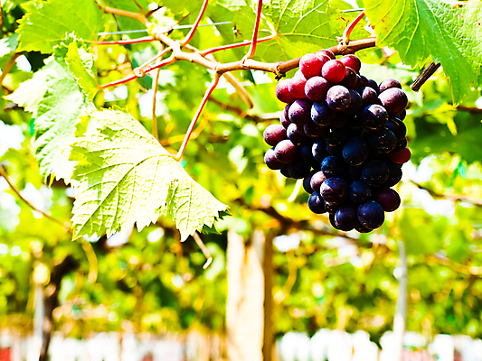 포토 JPG 해외이미지 식물 계절 산업 백그라운드 잎 밭 농업 과일 태국 자연 포도 추상 건강 사람없음 야외 초록색 여름 컬러풀 햇빛 우주 환경 와인 정원 봄 성장 가을 나뭇가지 신선 유기농 내추럴 양조장 해외202004 해외포토 나무 웰빙 아시아 컬러 무늬 주류 태양 생태계 파일형식 이미지허브