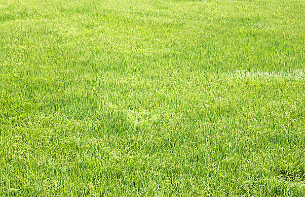 포토 JPG 해외이미지 식물 계절 아시아 선 음식 줄기 백그라운드 잎 농업 태국 자연 밥 풍경 사람없음 야외 초록색 물 여름 농작물 햇빛 농장 농경지 노란색 환경 정원 수확 나뭇가지 시골 신선 낟알 유기농 먼지 진흙 내추럴 논밭 모종 밭일 숙성 해외202004 해외포토 자연요소 나무 웰빙 나라 산업 컬러 밭 논 태양 생태계 파일형식 이미지허브