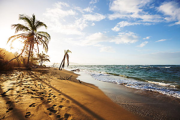 포토 JPG 해외이미지 나무 구름 공원 모래 파도 바다 여행 자연 하늘 휴가 파노라마 손바닥 풍경 사람없음 야외 물 여름 파란색 일출 맑음 미국 침묵 일몰 만 남아메리카 중앙아메리카 태평양 전국 코스타리카 파라다이스 해외202004 해외포토 자연요소 식물 손 계절 공공시설 컬러 북아메리카 날씨 촬영기법 아메리카 노을 소리 생태계 파일형식 이미지허브