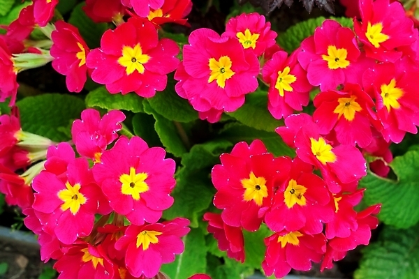 포토 JPG 해외이미지 식물 꽃잎 꽃 분홍색 백그라운드 꽃무늬 자연 사람없음 빨간색 물 여름 컬러풀 정원 보라색 봄 성장 벚꽃 신선 데이지 많음 해외202004 해외포토 자연요소 계절 컬러 컨셉 무늬 생태계 파일형식 이미지허브