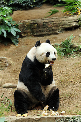 포토 JPG 해외이미지 동물 모델 응시 공원 아시아 야생동물 포즈 곰 포유류 자연 털 동물원 종류 동양인 사람없음 세계 여행객 검은색 중국 산책 흰색 황무지 센터 숲 큼 판다 대나무 오르기 멸종 서식지 동쪽 거인 자금 특별함 해외202004 해외포토 나무 시선 공공시설 나라 컬러 컨셉 돈 모션 휴식 사람 인종 금융 크기 방향 생태계 파일형식 이미지허브