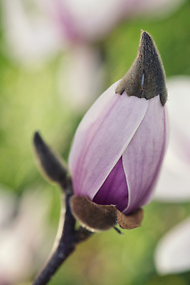 포토 JPG 해외이미지 나무 식물 꽃 줄기 분홍색 꽃다발 백그라운드 잎 자연 사람없음 빨간색 정원 보라색 성장 나뭇가지 신선 꽃집 부드러움 목련 취급주의 해외202004 해외포토 컬러 경고 상점 감각 생태계 파일형식 이미지허브