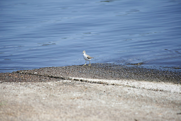포토 JPG 해외이미지 동물 척추동물 호수 야생동물 날개 자연 조류 종류 해변 사람없음 야외 물 걷기 환경 미국 회색 흰색 관찰 연못 보호 습지 깃털 싱글 부리 장면 리빙 계산서 내추럴 동물상 생태학 해외202004 해외포토 자연요소 교육 바다 컬러 컨셉 북아메리카 모션 조형물 생태계 파일형식 이미지허브