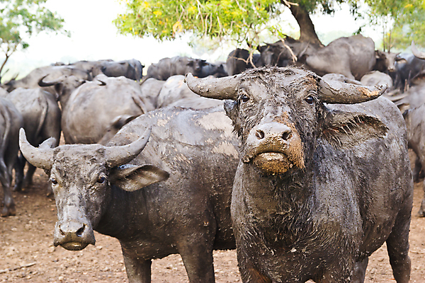 포토 JPG 해외이미지 나무 동물 1 공원 남자 아시아 문화 야생동물 분홍색 농업 포유류 태국 자연 밥 근육 노동자 생물 뿔 서기 사람없음 야외 초록색 물 농장 힘 수확 흰색 연못 업무 뜨거움 농부 위험 큼 먹기 사파리 진흙 무거움 내추럴 고립 동물상 해외202004 해외포토 자연요소 식물 직업 공공시설 나라 산업 음식 컬러 컨셉 모션 사람 조형물 작업 무게 크기 생태계 파일형식 이미지허브