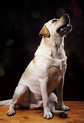 포토 JPG 해외이미지 동물 행복 얼굴 포유류 생물 털 앉기 사람없음 반려동물 금발 갈색 노란색 황금 개 리트리버 강아지 자르기 래브라도리트리버 크림 기르기 유래 해외202004 해외포토 헤어스타일 감정 컬러 모션 신체부위 돌봄 파일형식 이미지허브