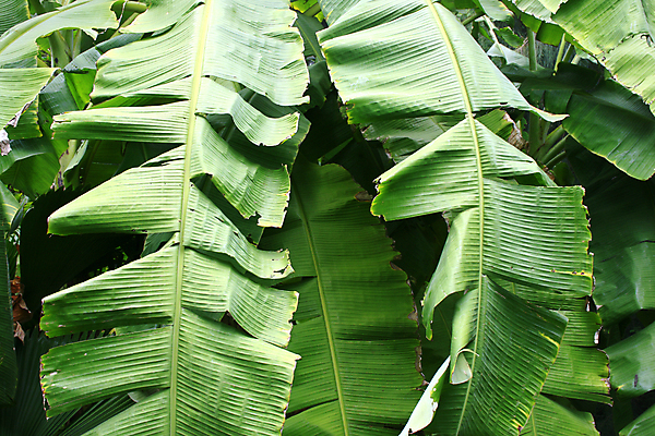 포토 JPG 해외이미지 나무 식물 음식 줄기 백그라운드 잎 농업 자연 바나나 건강 사람없음 야외 초록색 여름 나뭇가지 먹기 오브젝트 해외202004 해외포토 계절 산업 컬러 과일 모션 생태계 파일형식 이미지허브