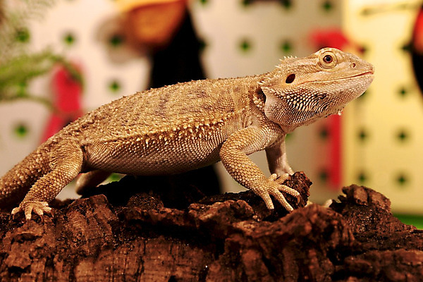 포토 JPG 해외이미지 동물 따뜻함 사람없음 작음 속도 만족 꼬리 도마뱀 석판 해외202004 해외포토 감정 파충류 크기 파일형식 이미지허브