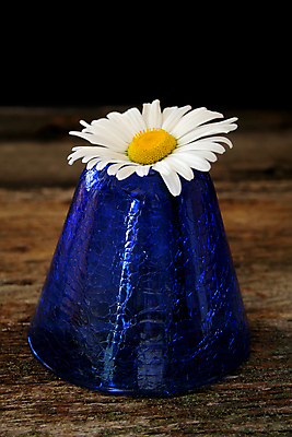 포토 JPG 해외이미지 식물 꽃잎 꽃 꽃무늬 자연 사람없음 파란색 빛 꽃병 봄 벚꽃 신선 오픈 질감 데이지 쇼 해외202004 해외포토 계절 컬러 무늬 생태계 파일형식 이미지허브