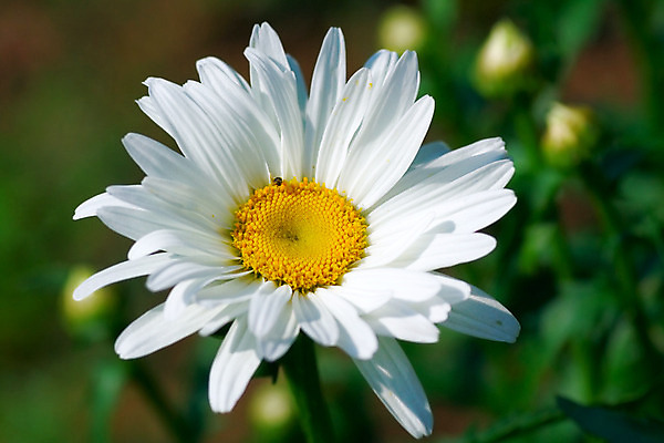 포토 JPG 해외이미지 식물 계절 꽃잎 꽃 줄기 백그라운드 잎 꽃무늬 자연 사람없음 초록색 컬러풀 노란색 정원 봄 벚꽃 흰색 신선 개화 다발 꽃수술 캐모마일 파스텔톤 부족함 해외202004 해외포토 컬러 컨셉 무늬 허브 생태계 파일형식 이미지허브