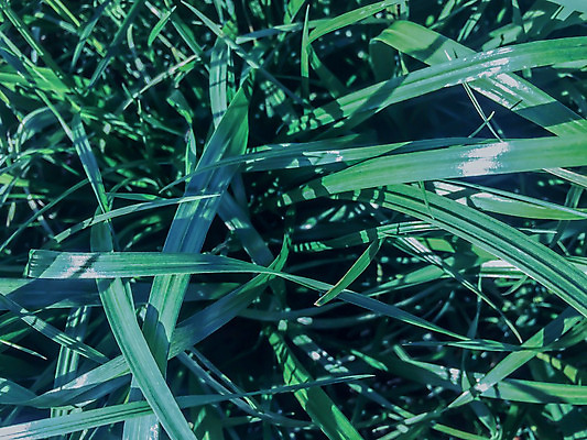 포토 JPG 해외이미지 식물 디자인 계절 공원 스포츠 백그라운드 패턴 밭 골프 공 자연 벽지 놀이 추상 새로움 풍경 잔디 사람없음 야외 초록색 여름 햇빛 우주 정원 축구 경쟁 경기장 카펫 신선 정상 자르기 에코 질감 지역 내추럴 골 돌봄 땅바닥 해외202004 해외포토 공공시설 컬러 컨셉 무늬 농업 스포츠시설 모션 바닥 태양 구기 환경 생태계 파일형식 이미지허브