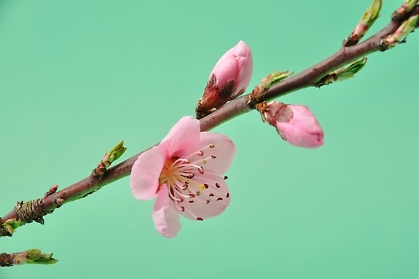 포토 JPG 해외이미지 스튜디오촬영 나무 꽃 농업 과일 자연 사람없음 나뭇가지 과수원 묘사 복숭아 내추럴 해외202004 해외포토 식물 산업 실내 생태계 파일형식 이미지허브