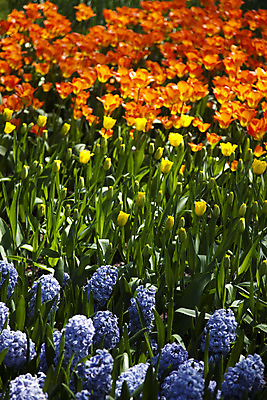 포토 JPG 해외이미지 식물 계절 공원 꽃 꽃다발 백그라운드 잎 꽃무늬 밭 자연 부활절 발렌타인데이 3 사랑 사람없음 야외 초록색 컬러풀 햇빛 태양 정원 보라색 침묵 봄 튤립 벚꽃 광선 하트 축하 신선 닫기 5월 꽃집 네덜란드 엽서 내추럴 강렬 해외202004 해외포토 자연요소 모양 공공시설 기념일 감정 유럽 컬러 컨셉 무늬 농업 모션 데이이벤트 상점 소리 날짜 편지 생태계 파일형식 이미지허브