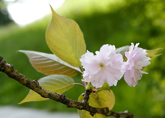 포토 JPG 해외이미지 나무 식물 계절 꽃잎 꽃 백그라운드 잎 꽃무늬 패턴 자연 3 풍경 사람없음 야외 초록색 여름 파란색 햇빛 태양 환경 봄 성장 벚꽃 나뭇가지 시골 신선 황무지 숲 파스텔톤 해외202004 해외포토 자연요소 컬러 무늬 생태계 파일형식 이미지허브