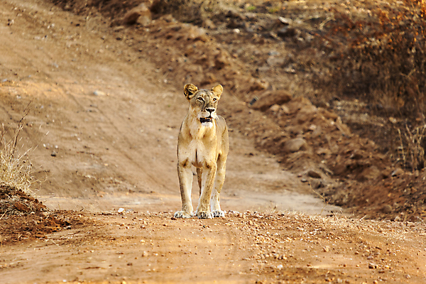 포토 JPG 해외이미지 식물 응시 도로 야생동물 포유류 아프리카 털 사람없음 걷기 고양이 황무지 사자 먼지 동물상 탄자니아 해외202004 해외포토 동물 시선 나라 길 교통시설 모션 반려동물 조형물 파일형식 이미지허브