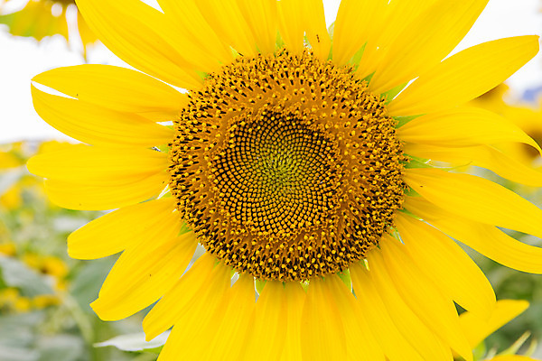 포토 JPG 해외이미지 식물 구름 꽃잎 꽃 행복 지구 백그라운드 잎 꽃무늬 밭 농업 오렌지 자연 하늘 해바라기 씨앗 풍경 사람없음 초록색 여름 파란색 농작물 컬러풀 햇빛 태양 노란색 정원 맑음 봄 활발 성장 벚꽃 시골 원형 개화 유기농 꽃가루 내추럴 해외202004 해외포토 자연요소 도형 웰빙 계절 감정 산업 컬러 컨셉 무늬 과일 날씨 가루 생태계 파일형식 이미지허브