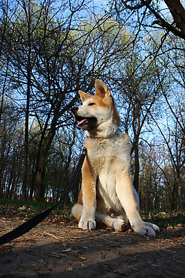 포토 JPG 해외이미지 동물 얼굴 신체 사람없음 반려동물 일본 힘 용기 자신감 개 강아지 위험 큼 근육질 고체 기르기 지능 힘찬 해외202004 해외포토 그릇 감정 아시아 컨셉 포유류 근육 신체부위 크기 몸매 돌봄 파일형식 이미지허브