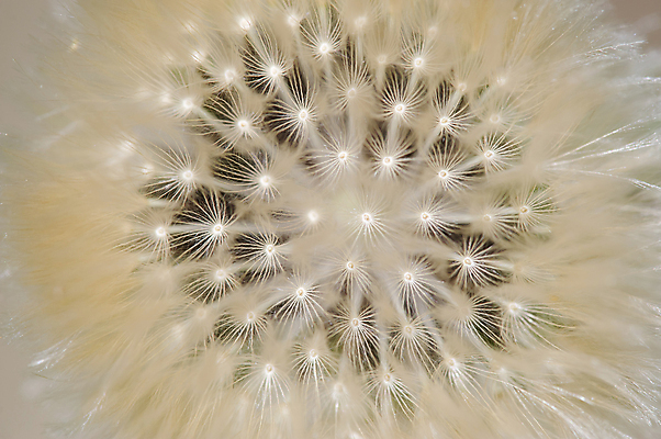 포토 JPG 해외이미지 식물 꽃 백그라운드 자연 씨앗 사람없음 머리 정원 봄 민들레 묘사 낙하산 해외202004 해외포토 계절 신체부위 생태계 파일형식 이미지허브