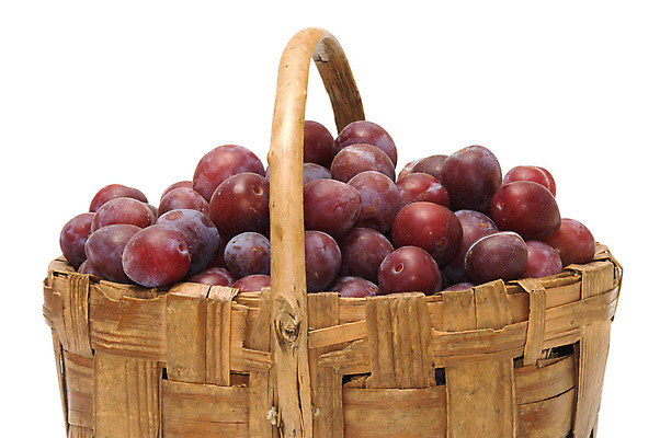 포토 JPG 해외이미지 식물 계절 열매 음식 백그라운드 다이어트 과일 재료 건강 사람없음 쌓기 바구니 수확 가을 흰색 신선 그룹 달콤 유기농 날것 패키지 자두 흙더미 내추럴 고립 생식 숙성 엮은 해외202004 해외포토 웰빙 컬러 농업 모션 흙 맛 파일형식 더미 이미지허브