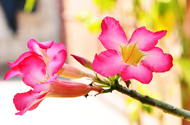 포토 JPG 해외이미지 식물 꽃잎 꽃 별 분홍색 단풍 잎 자연 사람없음 초록색 봄 흰색 자주색 열대기후 해외202004 해외포토 자연요소 계절 컬러 생태계 파일형식 이미지허브