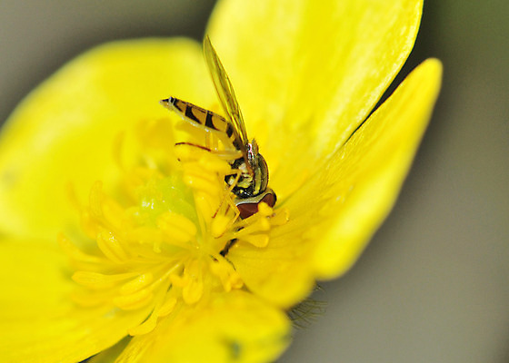 포토 JPG 해외이미지 꽃 야생동물 곤충 자연 사람없음 야외 해충 벌레 해외202004 해외포토 식물 동물 생태계 파일형식 이미지허브