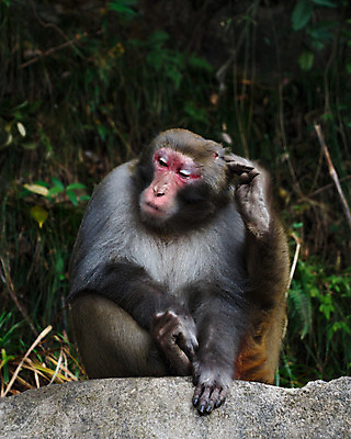 포토 JPG 해외이미지 나무 식물 동물 응시 공원 아시아 야생동물 여행 잎 포유류 자연 산 앉기 사람없음 갈색 머리 중국 회색 바위 원숭이 닫기 숲 언덕 유인원 전국 해외202004 해외포토 시선 공공시설 나라 컬러 모션 신체부위 돌_바위 생태계 파일형식 이미지허브