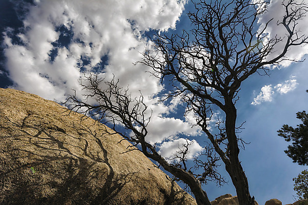 포토 JPG 해외이미지 나무 구름 실루엣 모래 여행 자연 하늘 날씨 휴가 산 건조 그림자 서기 풍경 사람없음 야외 여름 환경 미국 사막 성장 고독 보호 그늘 생태계 생물학 캘리포니아 나무껍질 멀리 기후변화 서쪽 해외202004 해외포토 자연요소 식물 계절 교육 감정 컨셉 북아메리카 모션 촬영기법 껍질 변화 방향 파일형식 이미지허브