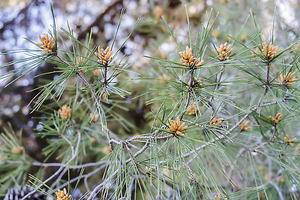 포토 JPG 해외이미지 나무 식물 전통 계절 줄기 백그라운드 잎 겨울 자연 새로움 사람없음 목재 장식 초록색 빛 갈색 나뭇가지 신선 소나무 화려 닫기 숲 묘사 솔방울 상록수 침엽수 전나무 원뿔 내추럴 가문비나무 해외202004 해외포토 도형 컬러 컨셉 재료 모션 생태계 파일형식 이미지허브