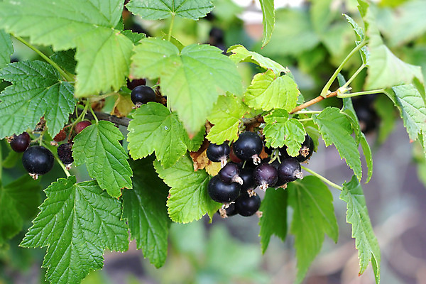 포토 JPG 해외이미지 식물 열매 음료 음식 줄기 잎 농업 곡선 채소 과일 자연 매달리기 건강 사람없음 야외 초록색 농작물 햇빛 정원 검은색 주스 수확 나뭇가지 원형 그룹 달콤 맛 과수원 다발 원예 건포도 숙성 노화 해외202004 해외포토 도형 나무 산업 선 컬러 컨셉 모션 포도 취미 태양 생태계 건과일 파일형식 이미지허브