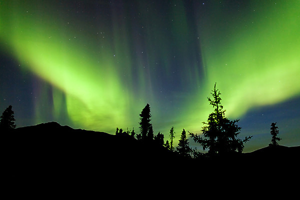 포토 JPG 해외이미지 나무 별 캐나다 자연 하늘 전등 풍경 사람없음 야외 초록색 빛 꿈 야간 숲 영토 북쪽 알래스카 오로라 광 현상 가문비나무 해외202004 해외포토 자연요소 식물 컬러 북아메리카 자연현상 조명 미국 방향 생태계 파일형식 이미지허브