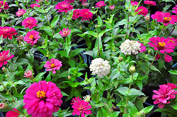 포토 JPG 해외이미지 식물 구름 전통 디자인 옷 꽃 백그라운드 패턴 농업 바지 자연 하늘 표면 산 풍경 사람없음 장식 초록색 여름 파란색 농작물 청춘 컬러풀 약 농장 농경지 머리 유행 보라색 어둠 성장 시골 직물 도시 면 남색 허브 제비꽃 질감 땀 향기 아로마 캔버스 섬유 라벤더 내추럴 그런지 밭일 옛날 스타일 해외202004 해외포토 자연요소 계절 산업 컬러 컨셉 무늬 의학 하의 신체부위 생태계 냄새 파일형식 이미지허브