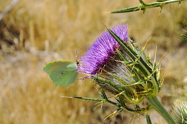 포토 JPG 해외이미지 동물 야생동물 나비 곤충 날개 자연 생물 사람없음 초록색 여름 컬러풀 보라색 봄 고립 취급주의 해외202004 해외포토 계절 컬러 경고 생태계 파일형식 이미지허브