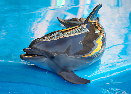 포토 JPG 해외이미지 동물 야생동물 바다 장난 포유류 자연 동물원 어류 미술 사람없음 물 파란색 숫자 수영 거품 젖음 흰색 떨어짐 돌고래 에코 코 지느러미 수족관 대야 고립 생태학 해외202004 해외포토 자연요소 문자 교육 컬러 컨셉 문화예술 신체부위 환경 수중동물 수상스포츠 생태계 파일형식 이미지허브