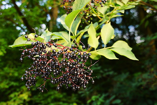 포토 JPG 해외이미지 하늘 사람없음 초록색 검은색 나뭇가지 숙성 해외202004 해외포토 나무 컬러 파일형식 이미지허브
