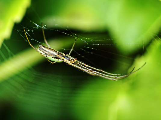 포토 JPG 해외이미지 동물 곤충 백그라운드 자연 사람없음 초록색 정원 검은색 웹 어둠 잡기 그물 기다림 닫기 위험 거미 올가미 해외202004 해외포토 컬러 컨셉 인터넷 모션 생태계 파일형식 이미지허브