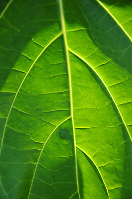 포토 JPG 해외이미지 식물 건축물 계절 선 백그라운드 잎 패턴 자연 추상 세포 건강 사람없음 장식 초록색 환경 봄 성장 신선 변화 척추 묘사 유기농 생태계 질감 심플 정맥 내추럴 대칭 생태학 엘리먼트 그리너리 해외202004 해외포토 웰빙 교육 건축 컬러 컨셉 무늬 뼈 혈관 파일형식 트랜드컬러 이미지허브