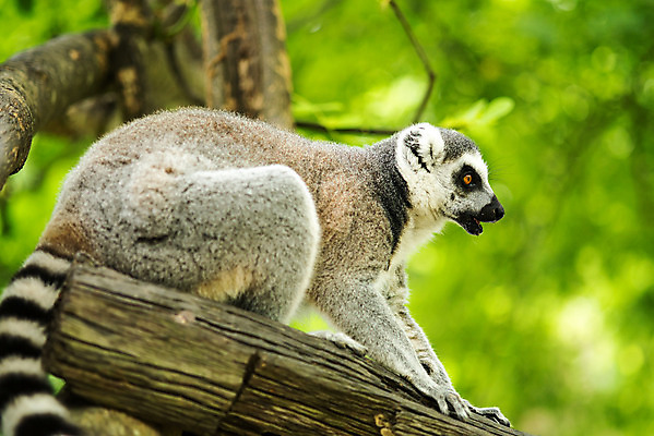 포토 JPG 해외이미지 동물 공원 야생동물 포유류 아프리카 자연 사람없음 정원 검은색 흰색 원숭이 보호 숲 열대우림 땅 꼬리 멸종 여우원숭이 전국 해외202004 해외포토 공공시설 나라 컬러 컨셉 생태계 파일형식 이미지허브