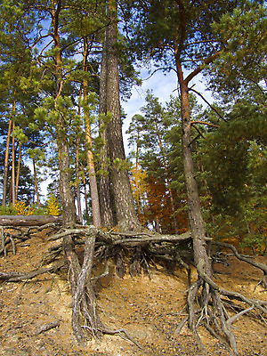 포토 JPG 해외이미지 나무 자연 사람없음 초록색 노란색 가을 나뭇가지 소나무 황금 숲 편지 해외202004 해외포토 식물 계절 컬러 생태계 파일형식 이미지허브