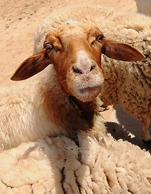 포토 JPG 해외이미지 동물 응시 여자 농업 부분 포유류 자연 사람없음 야외 농장 머리 시골 아기 양 달콤 작음 귀 양고기 내추럴 양모 결백 밭일 해외202004 해외포토 시선 산업 육류 사람 신체부위 직물 맛 크기 생태계 파일형식 이미지허브