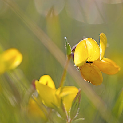 포토 JPG 해외이미지 식물 꽃잎 꽃 백그라운드 꽃무늬 패턴 자연 조류 추상 노르웨이 사람없음 야외 초록색 컬러풀 노란색 봄 들꽃 벚꽃 농촌 개화 닫기 소프트포커스 내추럴 양발 해외202004 해외포토 동물 계절 유럽 컬러 무늬 모션 촬영기법 시골 생태계 파일형식 이미지허브