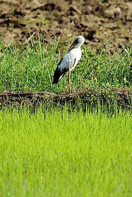 포토 JPG 해외이미지 동물 커플 공원 야생동물 백그라운드 밭 날개 가족 자연 조류 주택 동물원 사랑 서기 동양인 성인 사람없음 야외 빨간색 초록색 여름 검은색 봄 자유 흰색 시골 아기 둥지 심볼 깃털 부리 목 계산서 내추럴 돌봄 동물상 황새 해외202004 해외포토 계절 공공시설 감정 컬러 컨셉 농업 관계 모션 사람 인종 건물 신체부위 조형물 생태계 파일형식 이미지허브