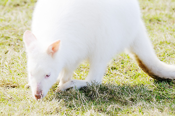 포토 JPG 해외이미지 동물 1 야생동물 자연 생물 털 서기 사람없음 야외 흰색 호주 고독 먹기 배고픔 호기심 싱글 꼬리 캥거루 수유 오지 이국적 해외202004 해외포토 감정 컬러 컨셉 포유류 모션 오세아니아 생태계 파일형식 이미지허브