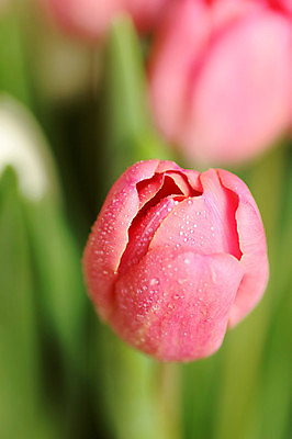 포토 JPG 해외이미지 꽃 분홍색 봄꽃 사람없음 튤립 어머니의날 해외202004 해외포토 식물 기념일 컬러 봄 미국문화 파일형식 이미지허브