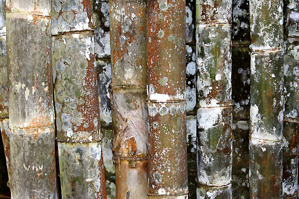 포토 JPG 해외이미지 나무 식물 아시아 문화 줄기 백그라운드 잎 자연 추상 이끼 동양인 사람없음 야외 장식 초록색 갈색 정원 침묵 고요 성장 나뭇가지 신선 숲 대나무 원예 내추럴 해외202004 해외포토 나라 컬러 무늬 인종 취미 소리 생태계 파일형식 이미지허브